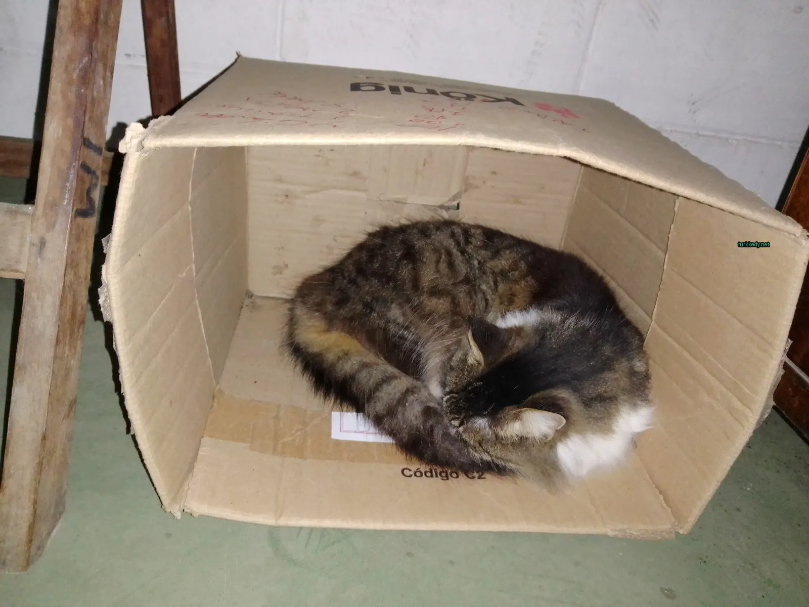 Siyah ve beyaz bir kedi bir karton kutuya sarılmış.