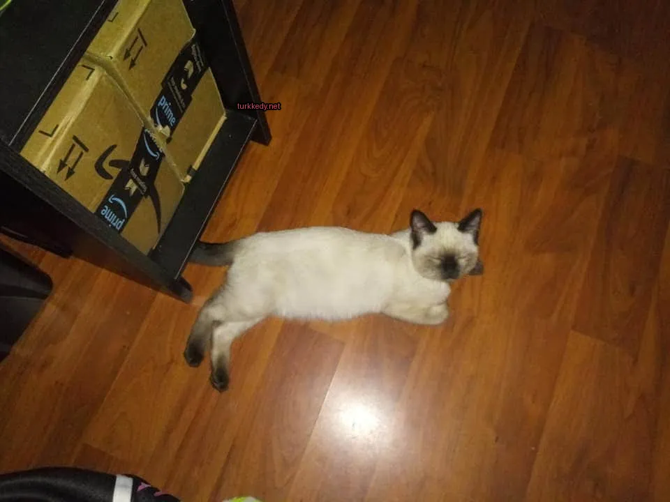 Beyaz bir kedi ahşap zeminde yatıyor.