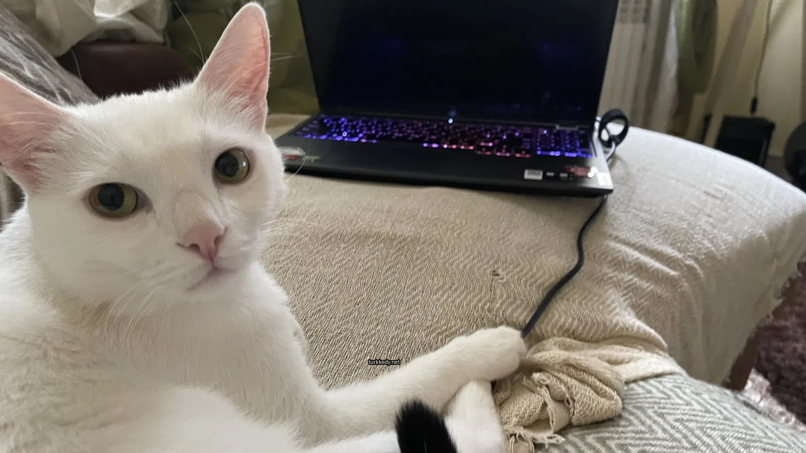 Beyaz bir kedi, siyah bir kuyruğu olan masaüstü bilgisayara yan yana oturuyor.