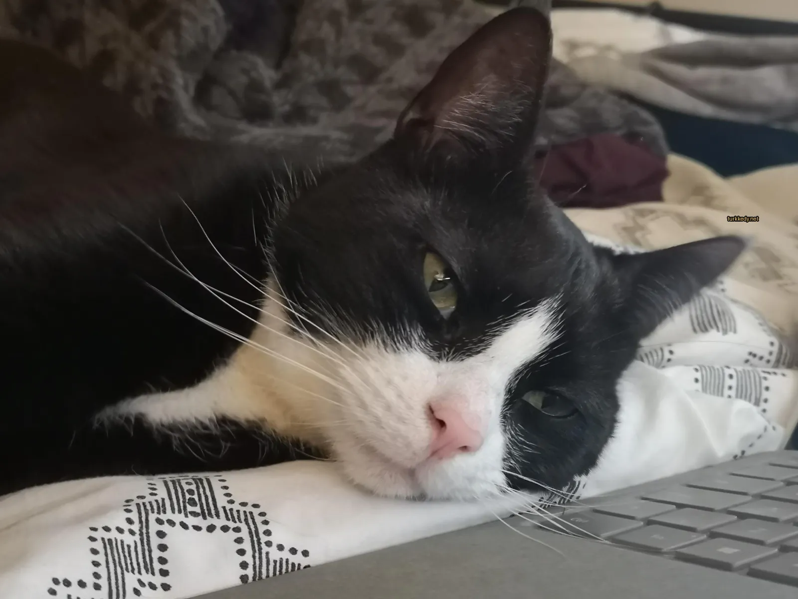 Beyaz burunlu siyah beyaz bir kedi yatakta bir laptop'ın yanındadır.