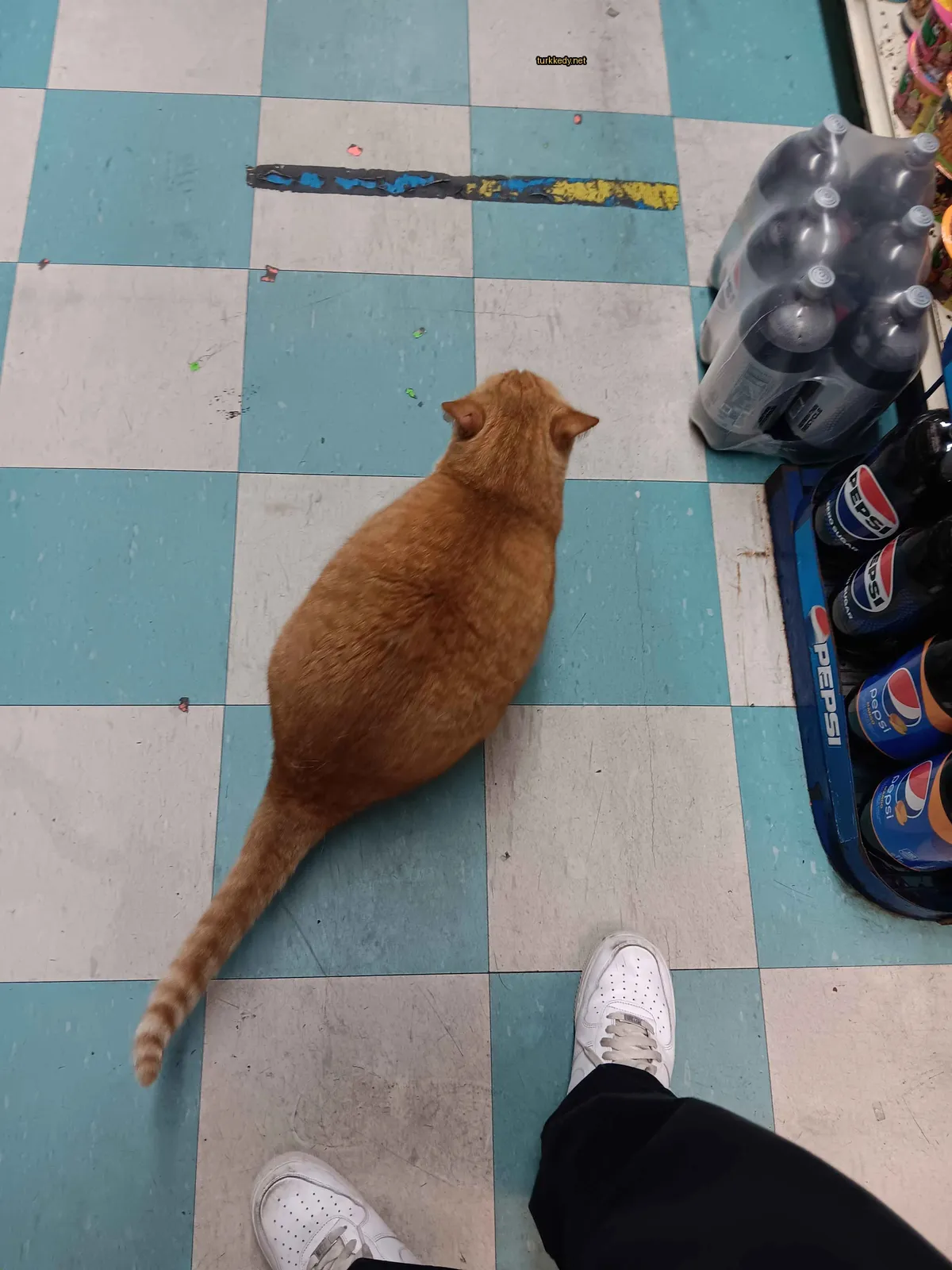 Kırmızı bir tabby kedi checkered bir zeminde yürüyor.