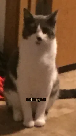 Gri ve beyaz bir kedi bir kapı önünde duruyor.