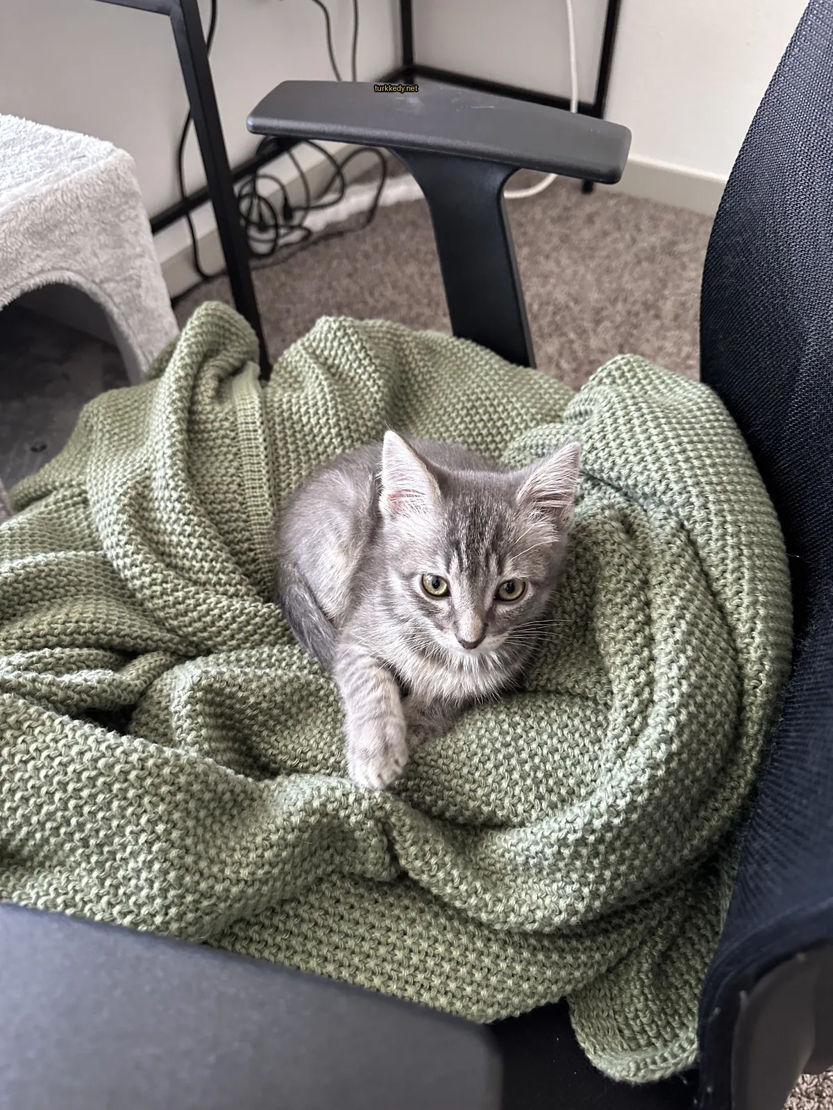 Bir gri ve beyaz kedi bir koltukta bir minderin üzerinde yatıyor.