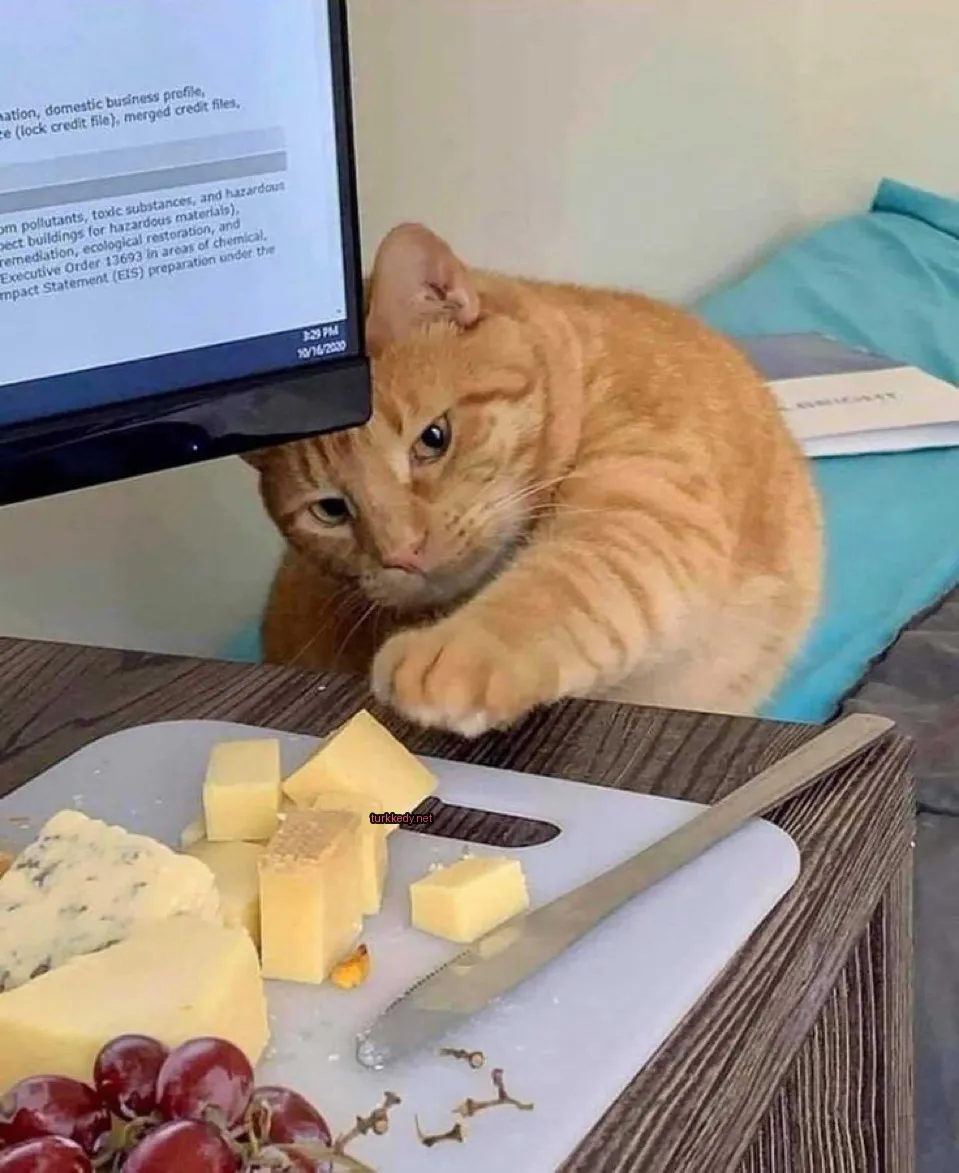 Bir portakal renginde bir kedi, beyaz yüz ve ayakları olan bir keçeye eğilmiş, peynirle dolu bir tahtaya bakıyor.