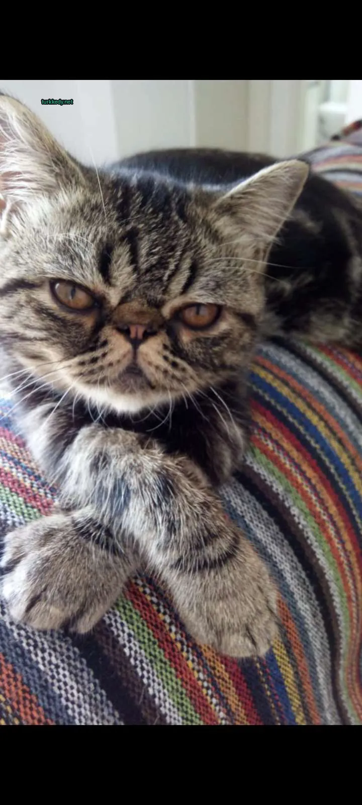 Renkli bir bez üzerinde mavi ve beyaz desenli bir kedi yatıyor.