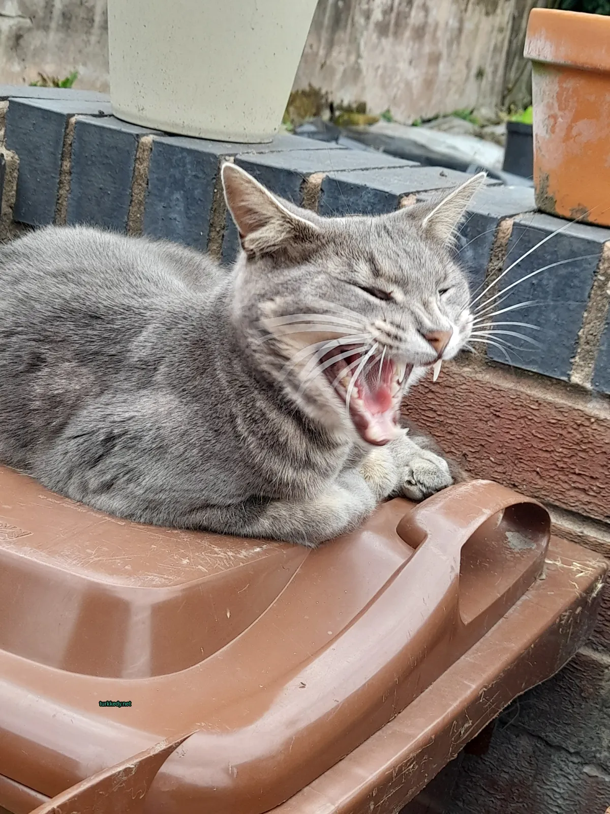 Gri ve beyaz bir kedi, bir çöp kutusuna serilmiş.