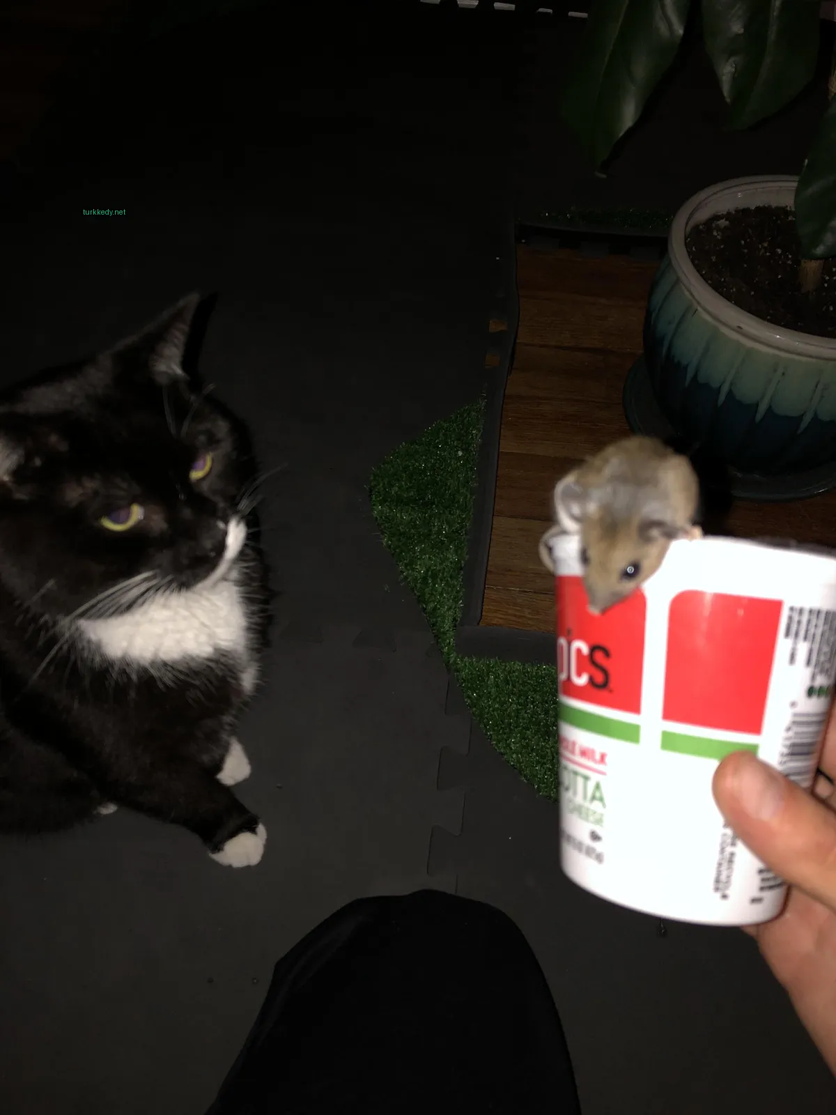 Siyah beyaz bir kedi bir midede bir fareye bakıyor.