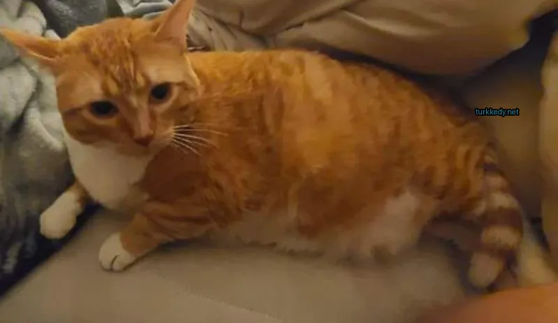 Bir sarı kedi bir sofa üzerinde yatıyor.