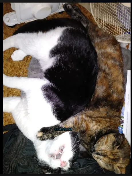Siyah ve beyaz bir kedi, kahverengi ve beyaz bir kedinin üzerinde yatıyor.