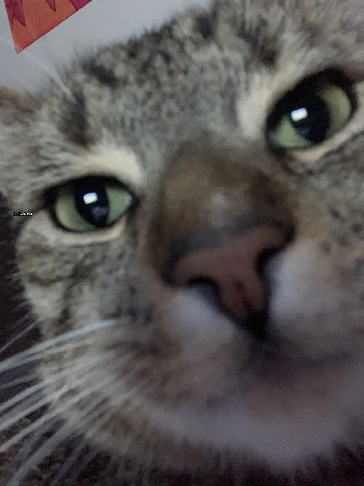 Gri ve beyaz bir kedi, yeşil gözleri ve pembe burunları var.