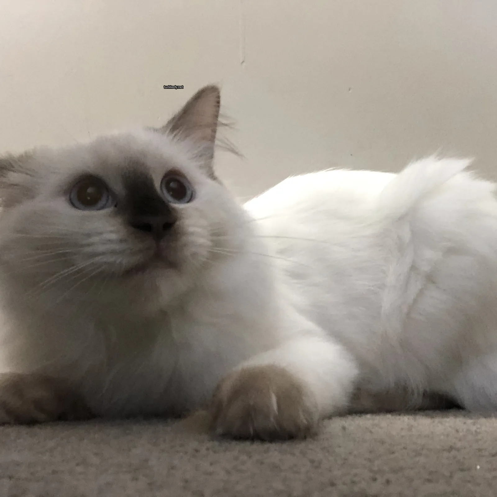 Beyaz bir kedi, siyah burun ve kahverengi gözlerle zemine yatar.