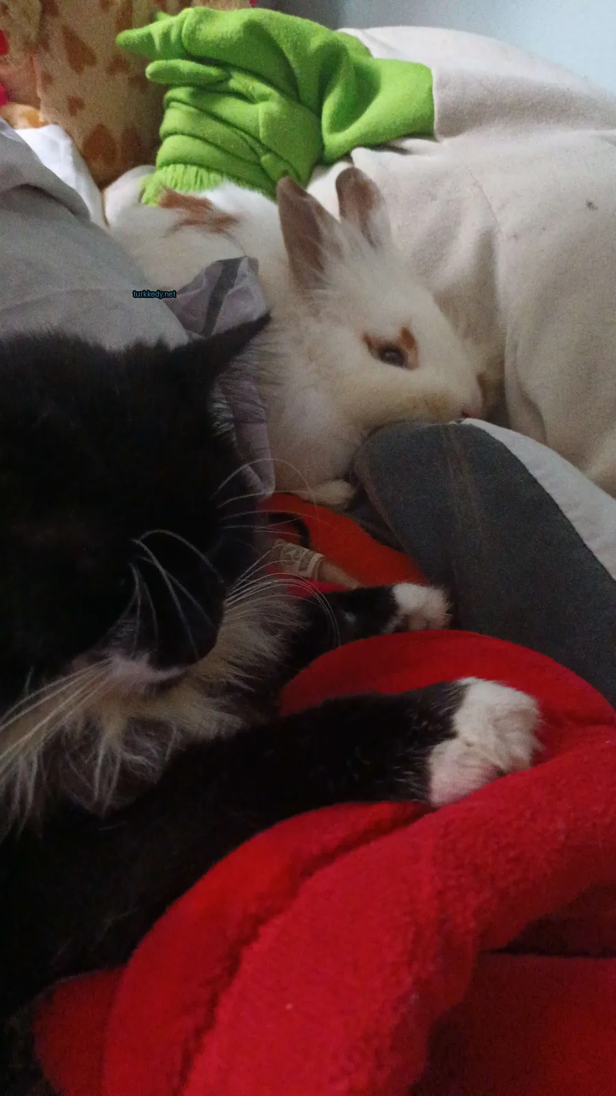 Siyah ve beyaz bir kedi kırmızı bir battaniğe uzanmış.