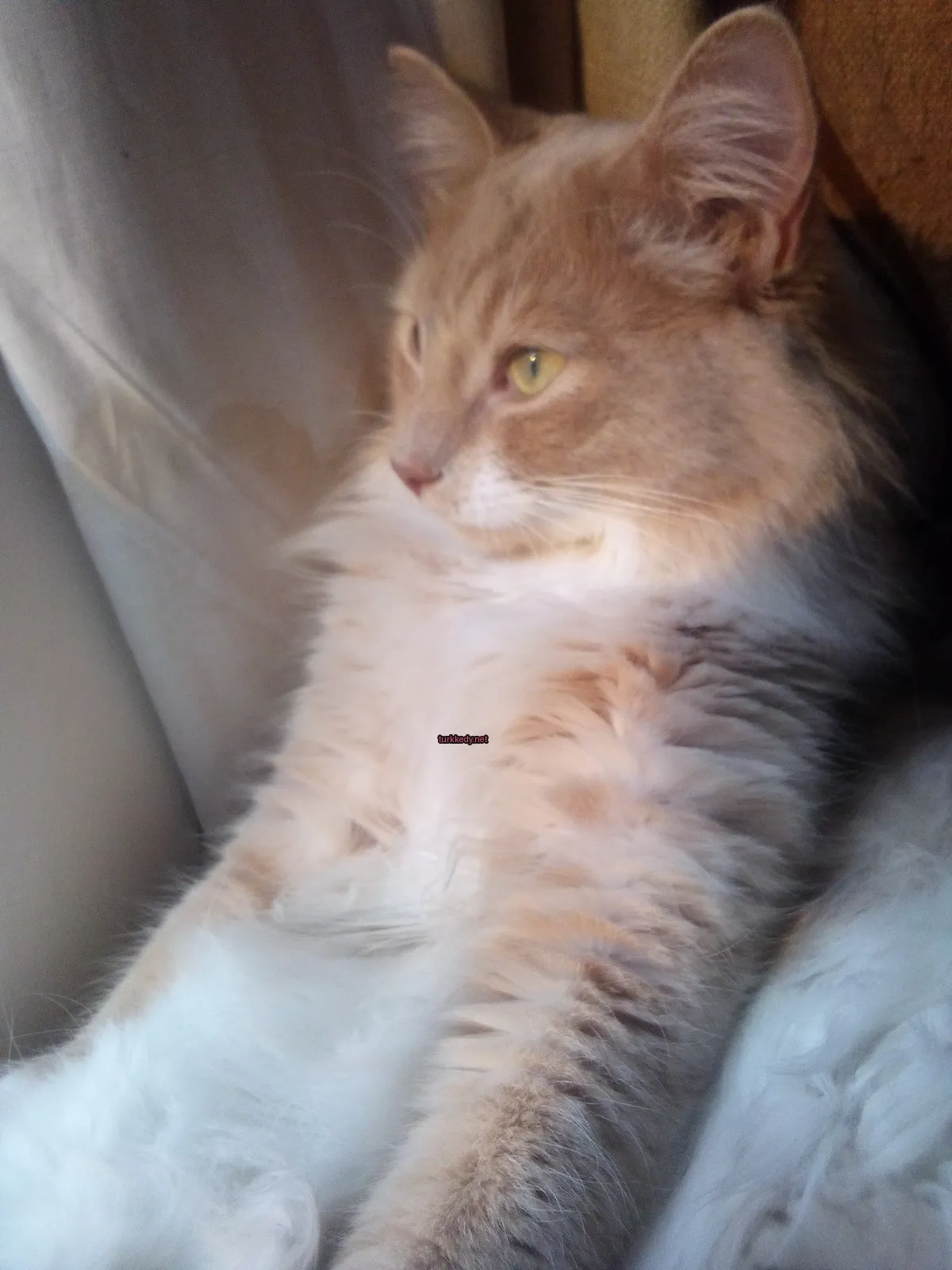 Bir pembe ve beyaz tüylü kedi bir sofa üzerinde oturuyor.
