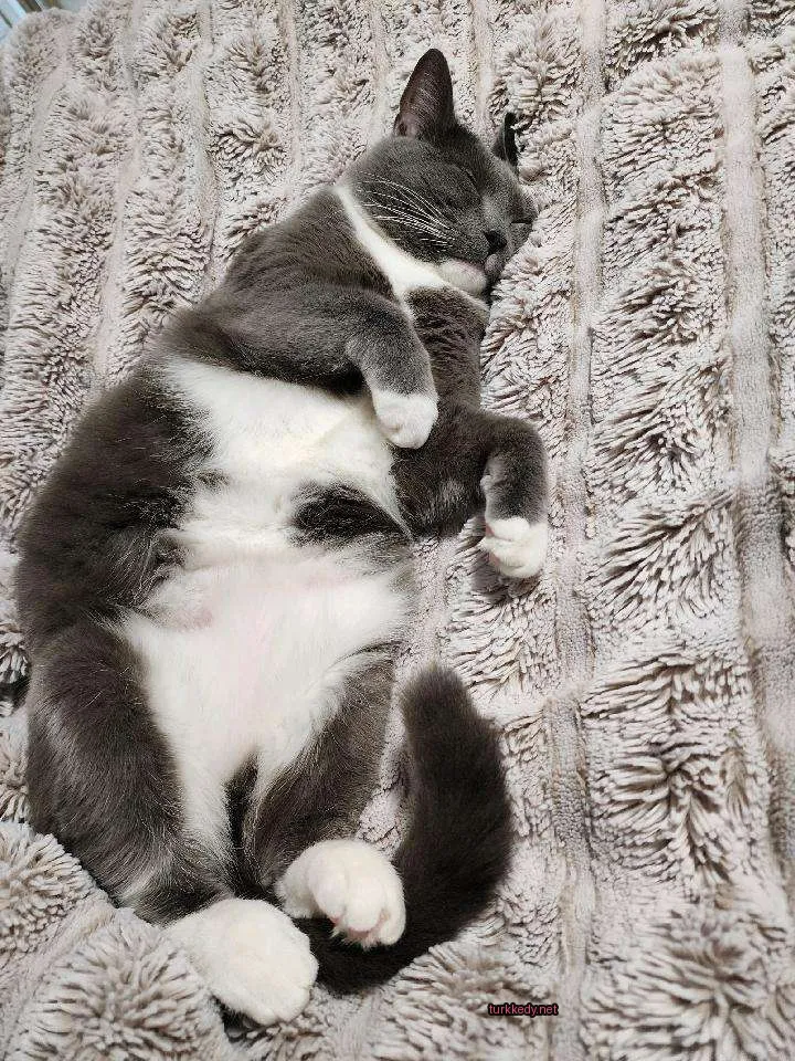 Gri ve beyaz bir kedi bir battaniyede yatıyor.