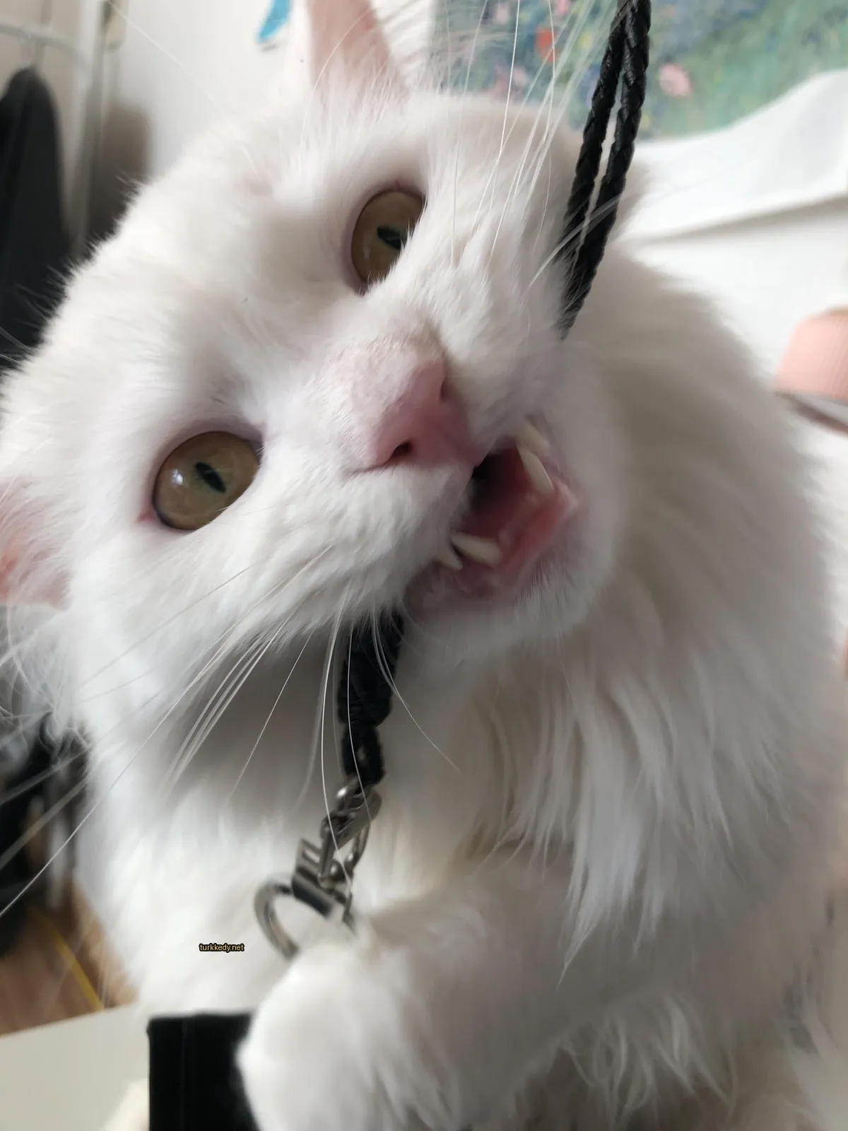 Beyaz bir kedi, siyah burun ve kaşları ile bir köpeği tutan bir köpek gibi bir köpek leşini ağzında tutuyor.