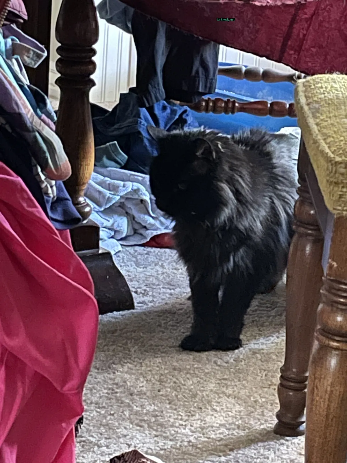 Siyah bir kedi, beyaz göğüsleriyle bir masa önünde halı kaplı zeminde duruyor.