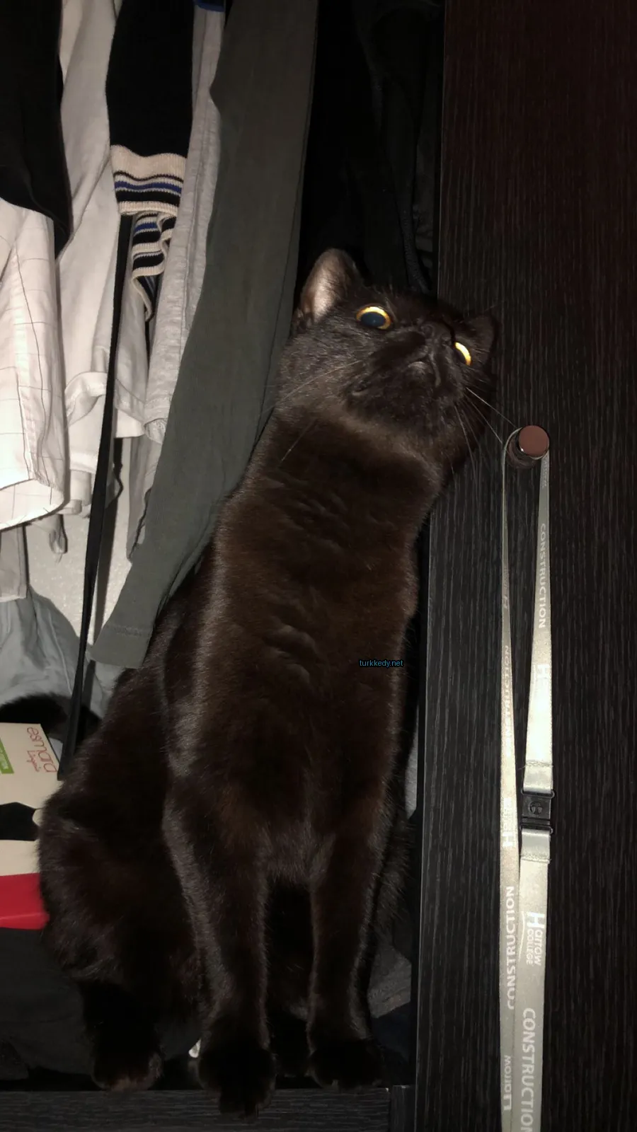Siyah bir kedi sarı gözleriyle bir rafla duruyor.