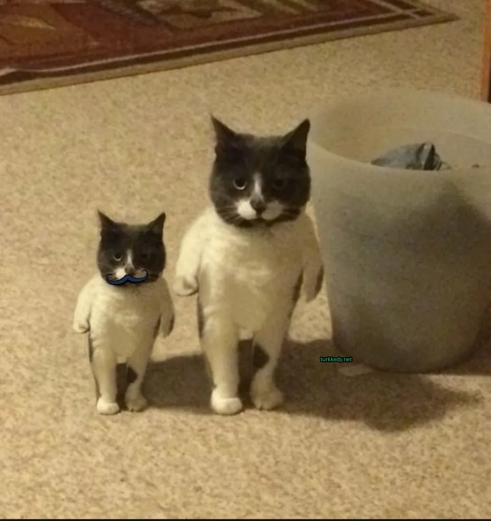 Gri ve beyaz bir kedi, bir mustumakla ve mavi bir oyuncakla.