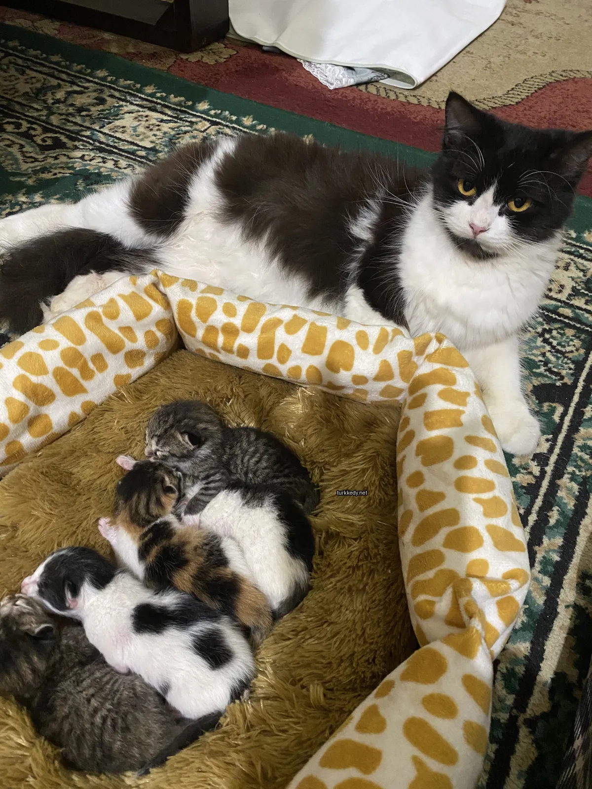 Siyah beyaz kedi yavrusuyla yatan bir yatakta yatıyor.
