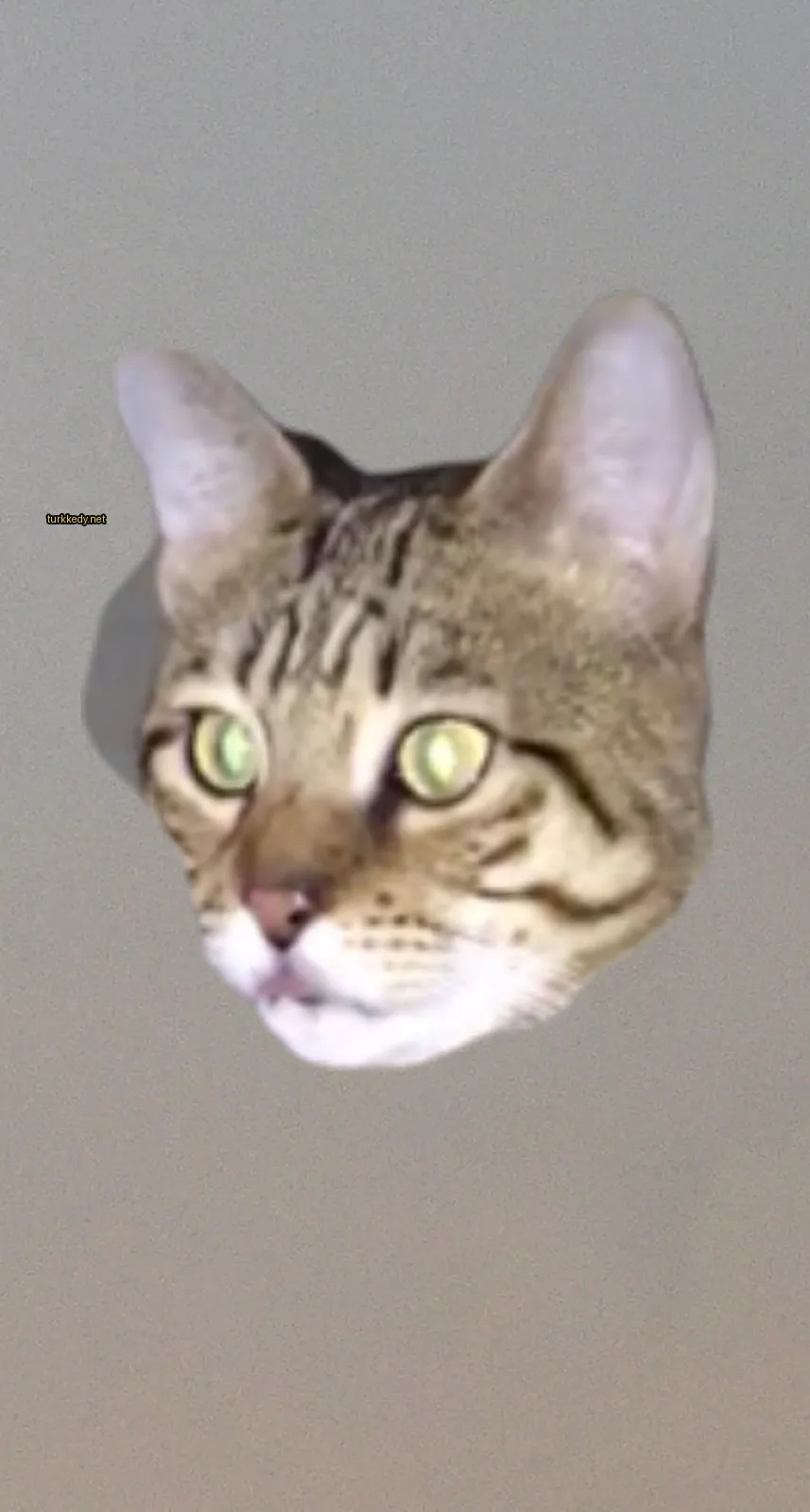 Kırmızı şeritli bir kedi, sarı gözleri ve pembe burunları var.