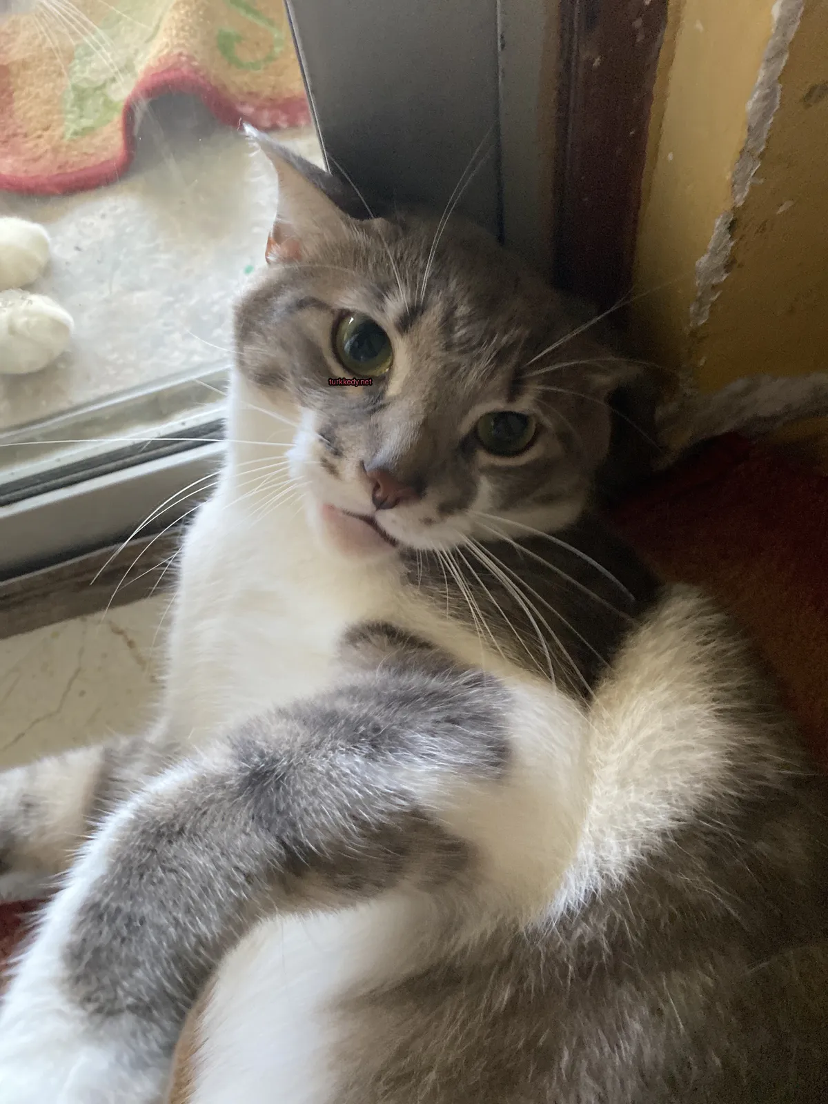 Gri ve beyaz bir kedi pencere kenarında yatıyor.