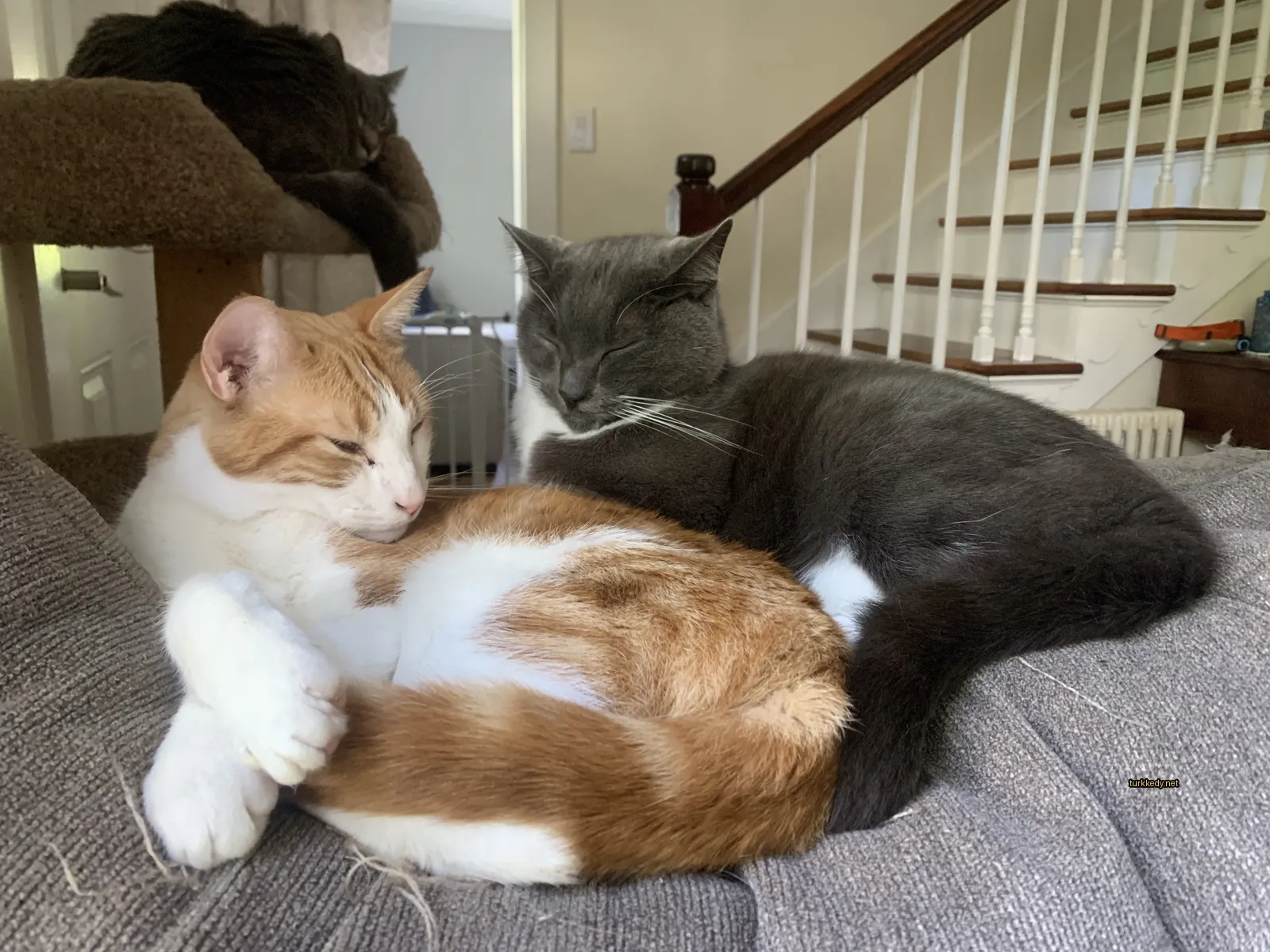Beyaz ve turuncu bir kedi, gri bir kedi ile birlikte bir sofa üzerinde yatıyor.