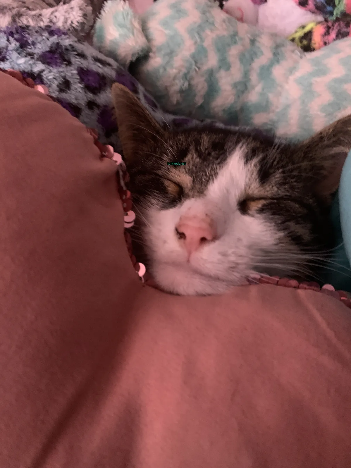 Beyaz bir kedi bir pembe yastıkta sarılı.