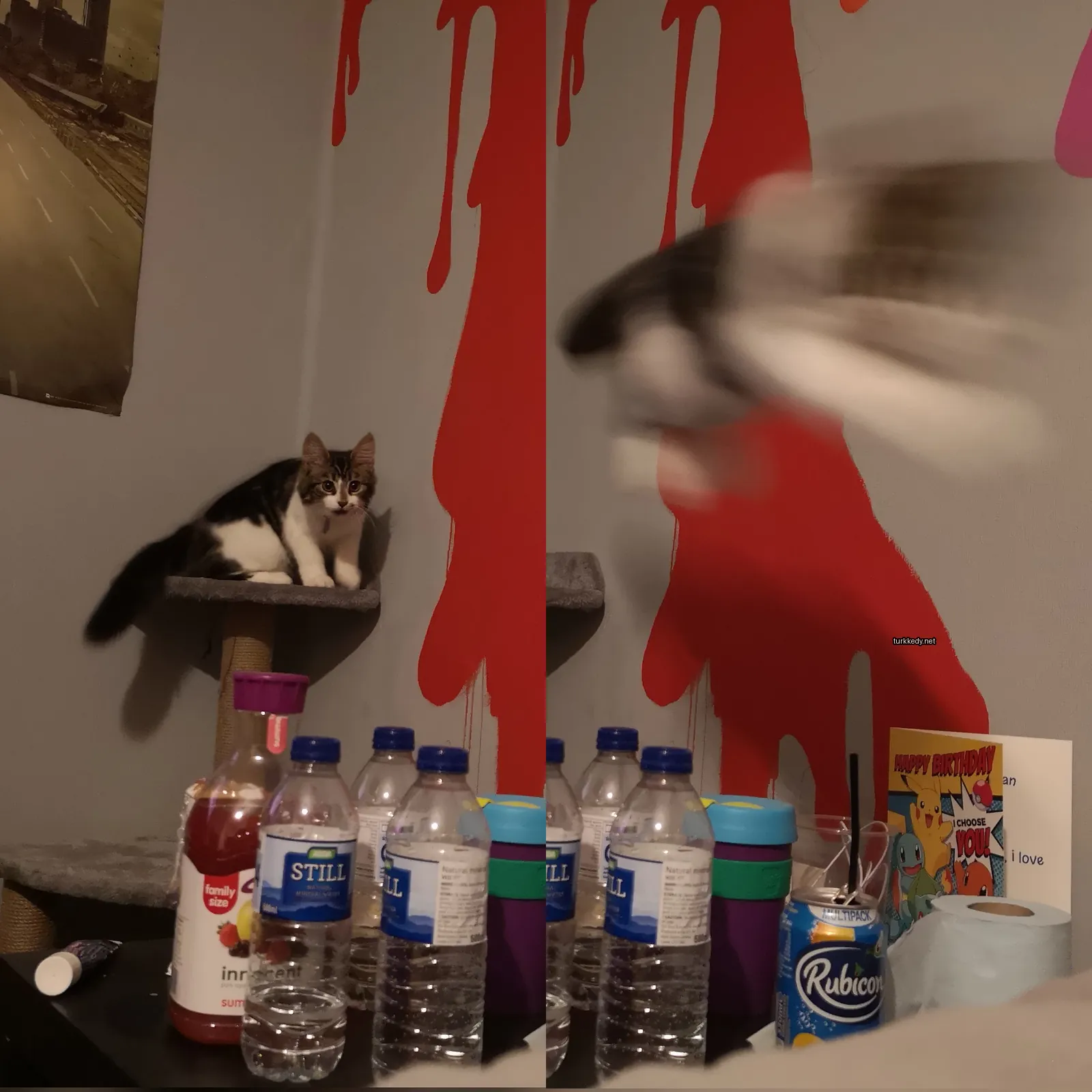 Beyaz ve siyah bir kedi kedi ağacında oturuyor.