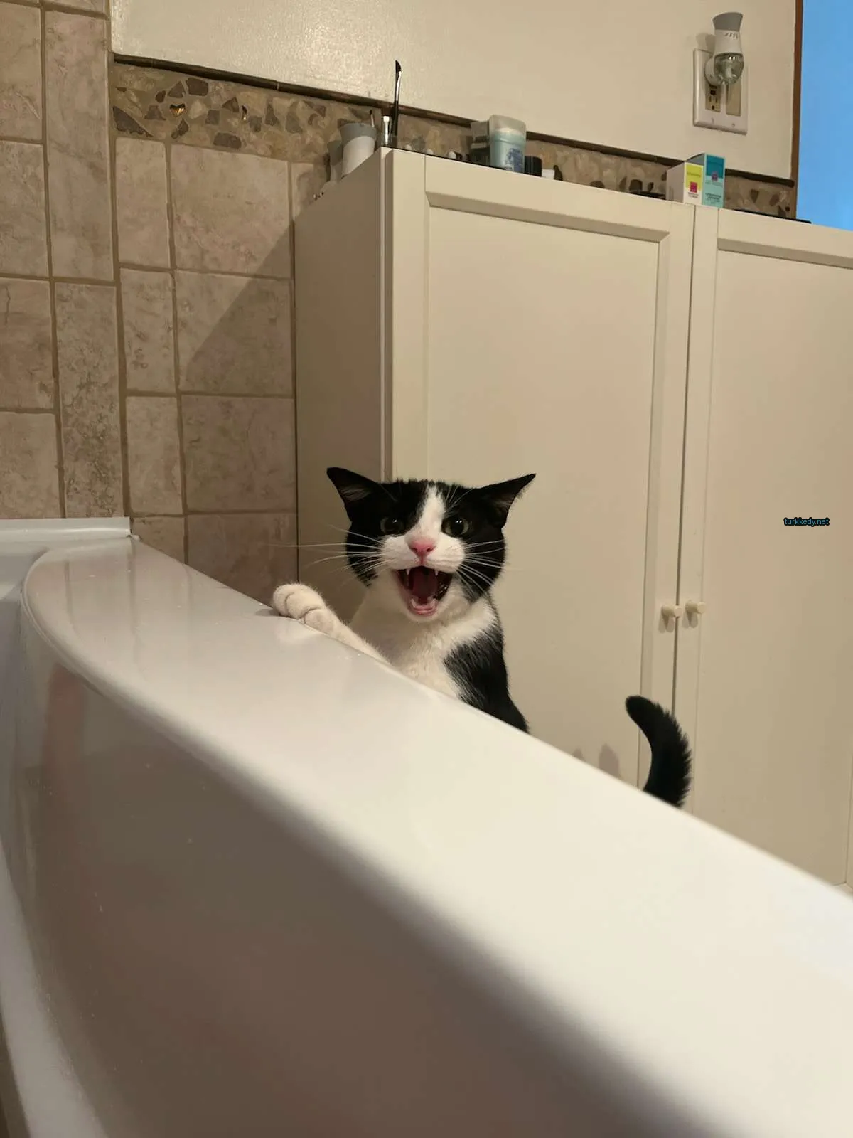 Siyah ve beyaz bir kedi banyo kapağının kenarında beyaz gövdesiyle oturmaktadır.