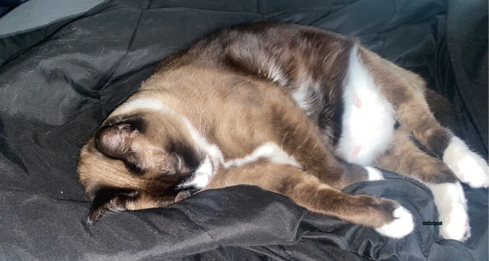 Kara ve beyaz bir kedi siyah bir çarşaf üzerinde yatıyor.
