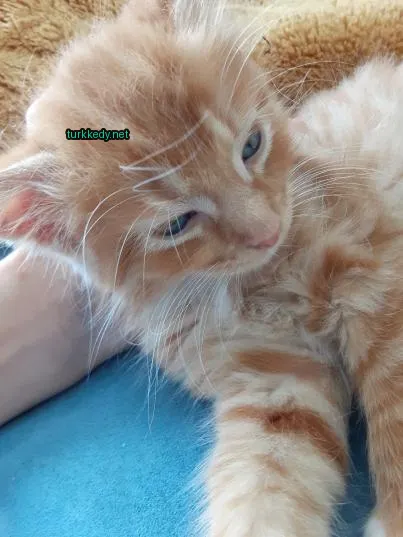 Koyu ve beyaz bir kedi mavi bir minderin üzerinde yeşil bir etiketli başıyla yatıyor.