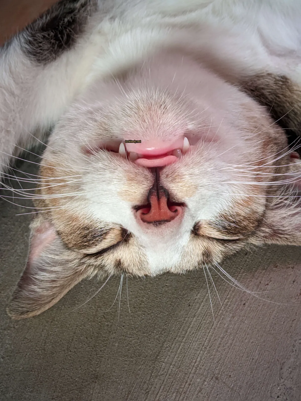 Beyaz ve kahverengi bir kedi, dişleri ve dilini dışarı çıkarmış.