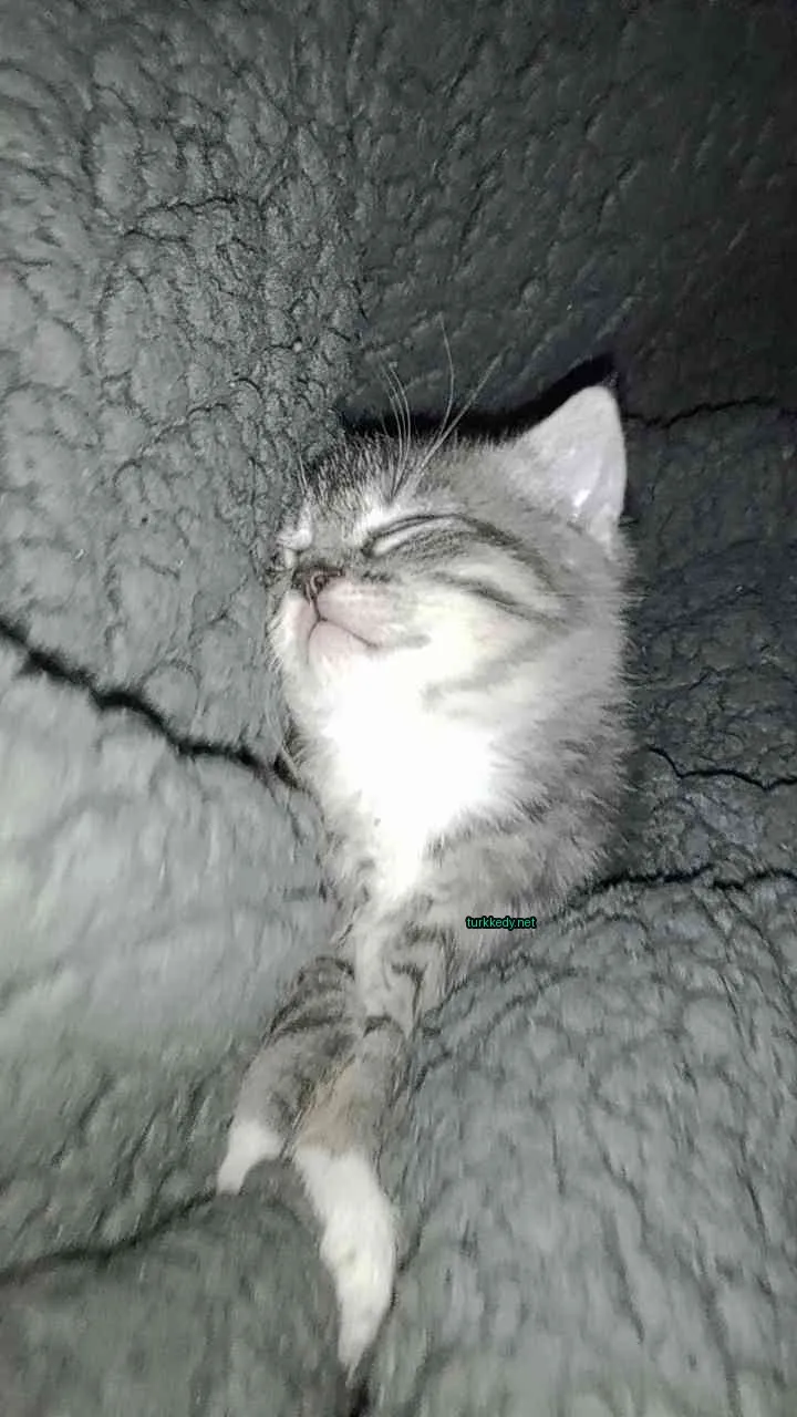 Gri ve beyaz bir kedi yün üzerine uyuyor.