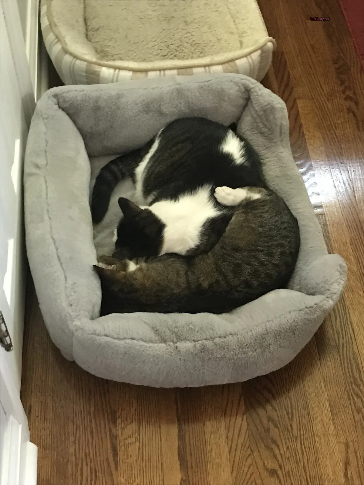 Beyaz ve siyah bir kedi yatağında uyuyor.