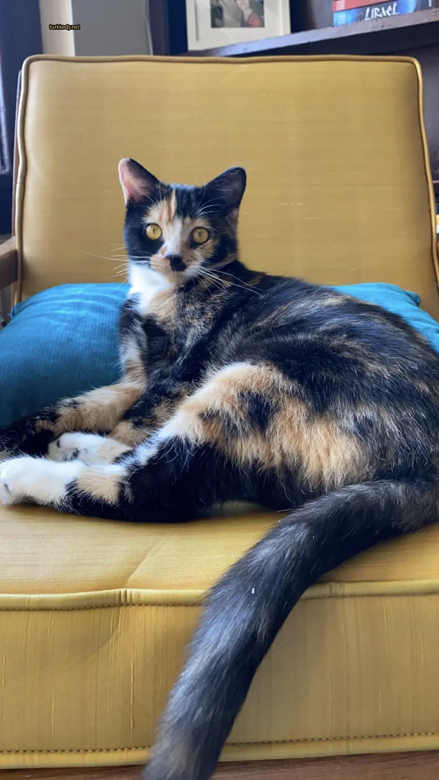 Sarı bir koltukta siyah ve beyaz yüzü olan bir calico kedi oturuyor.