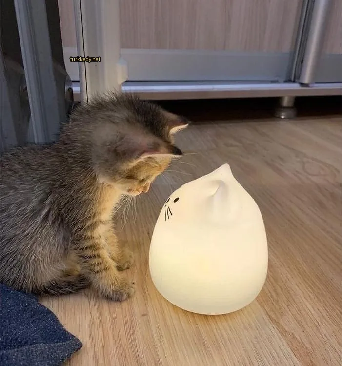 Küçük bir siyah ve gri desenli kedi, küçük beyaz bir kedigözü oynatıyor.