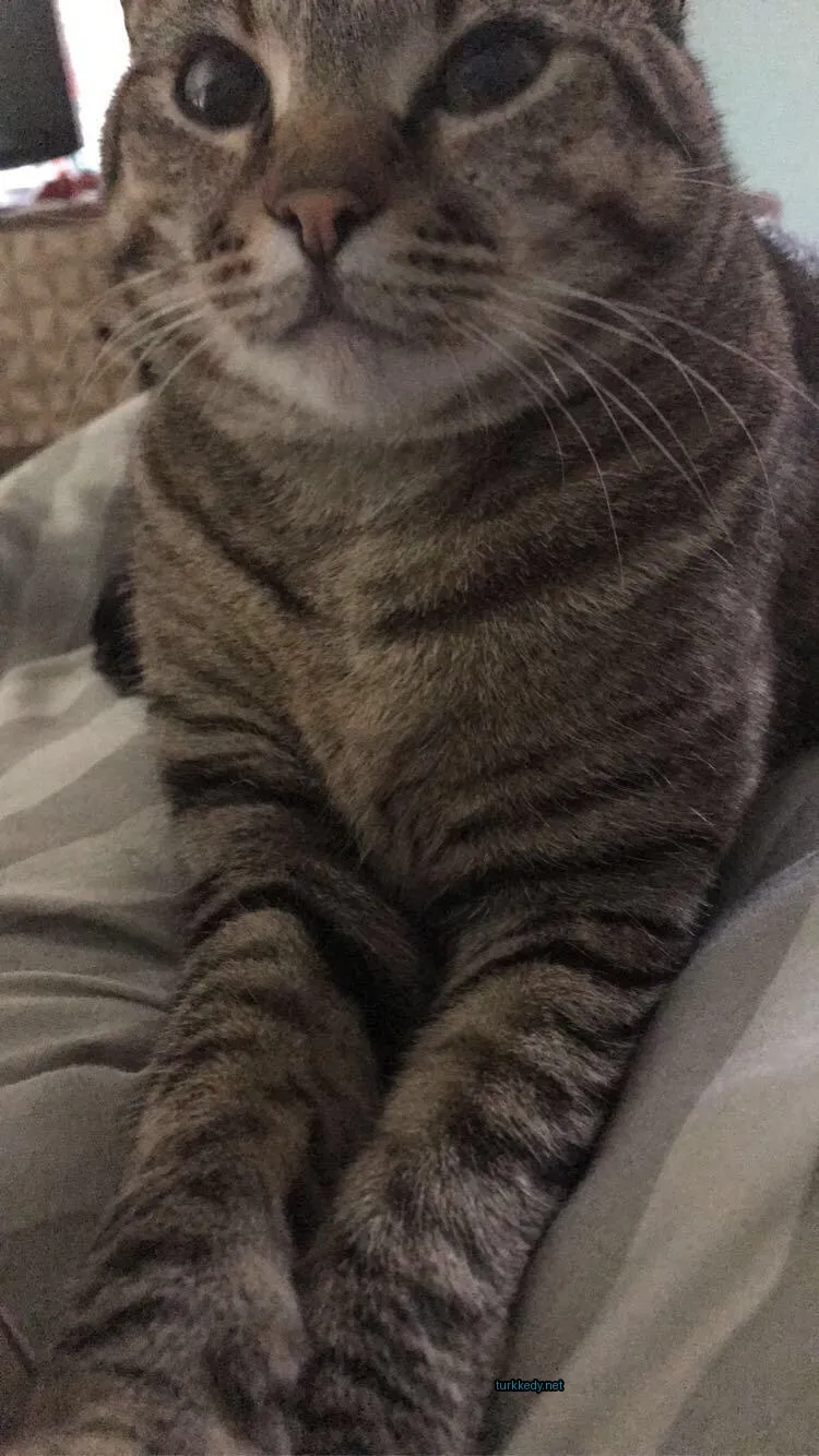 Gri ve siyah şeritli bir kedi yatakta oturuyor.