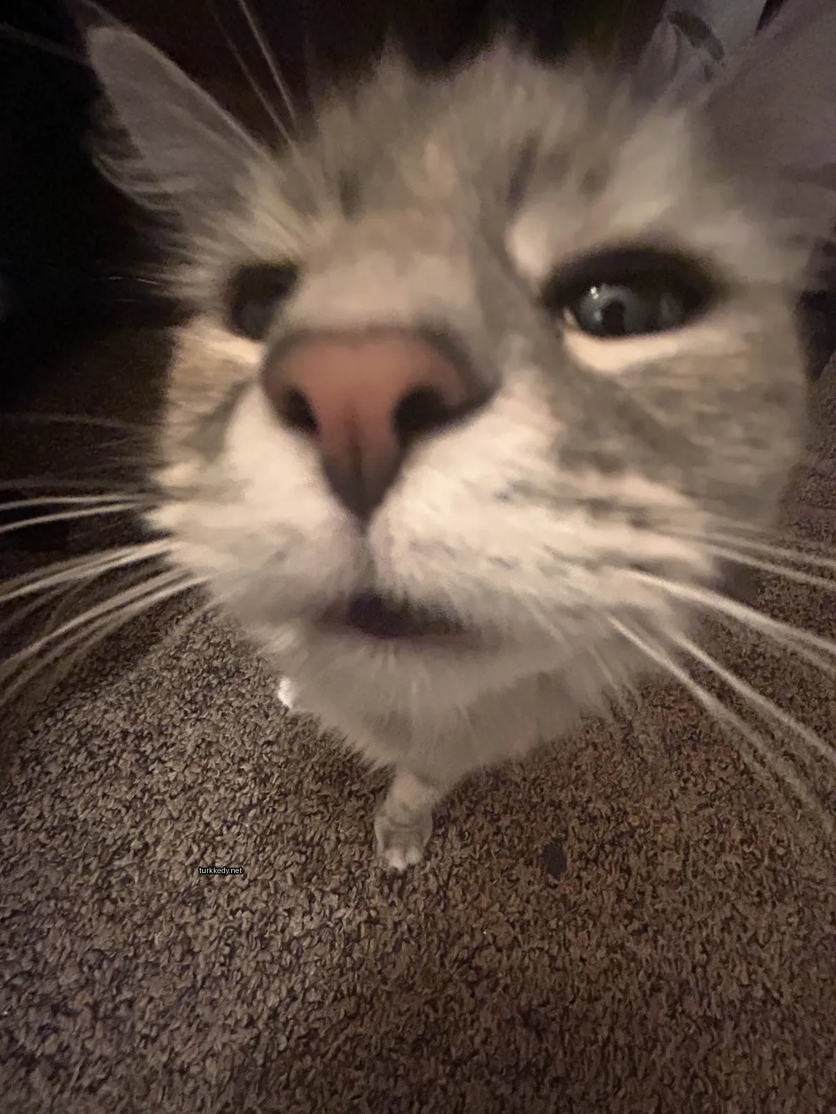 Beyaz ve gri bir kedi, bir koltukta duruyor.