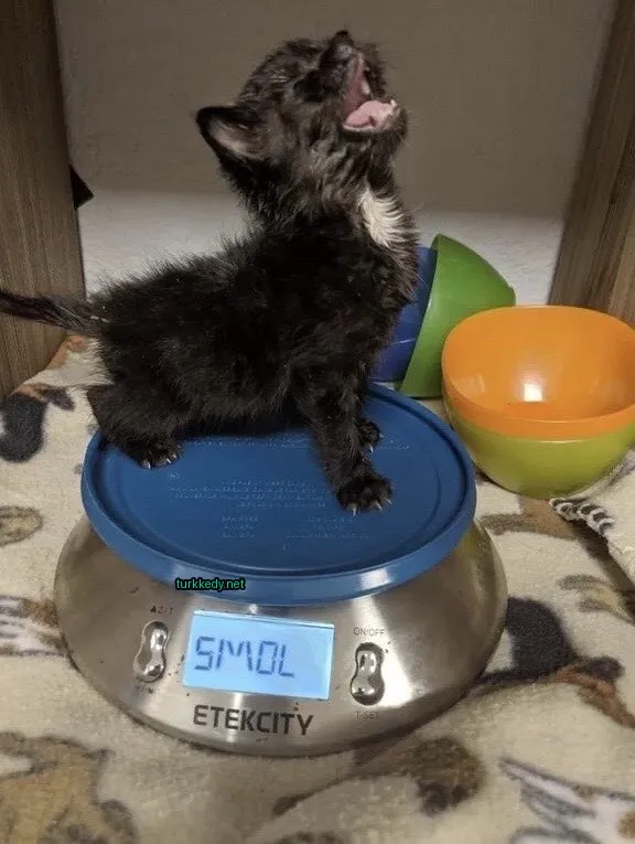 Beyaz ve siyah bir kedi bir ağırlama makinesinin üzerinde duruyor.