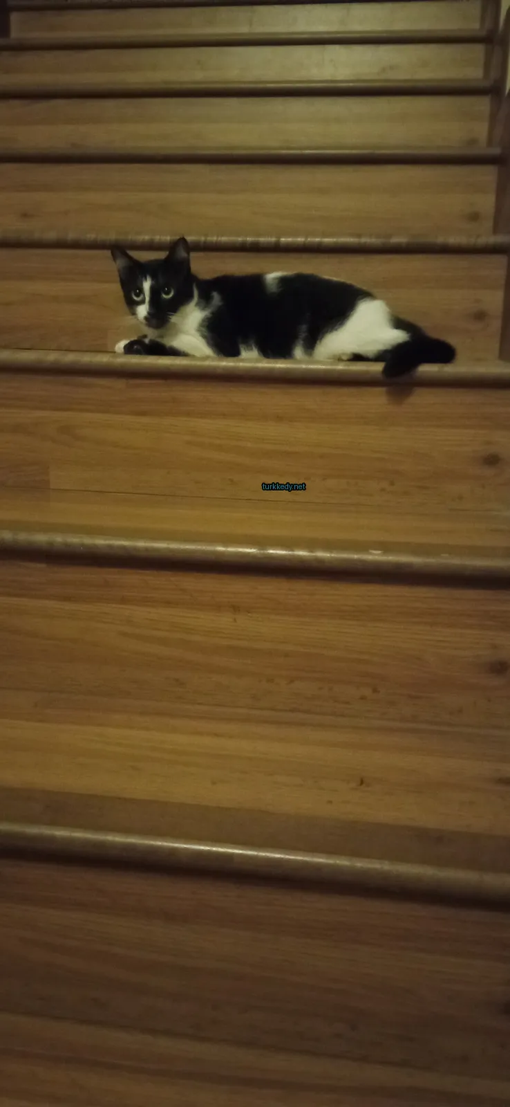 Siyah beyaz bir kedi ahşap merdivenlerde oturuyor.