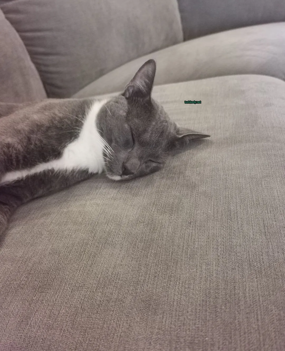 Gri ve beyaz bir kedi bir sofa üzerinde yatıyor.
