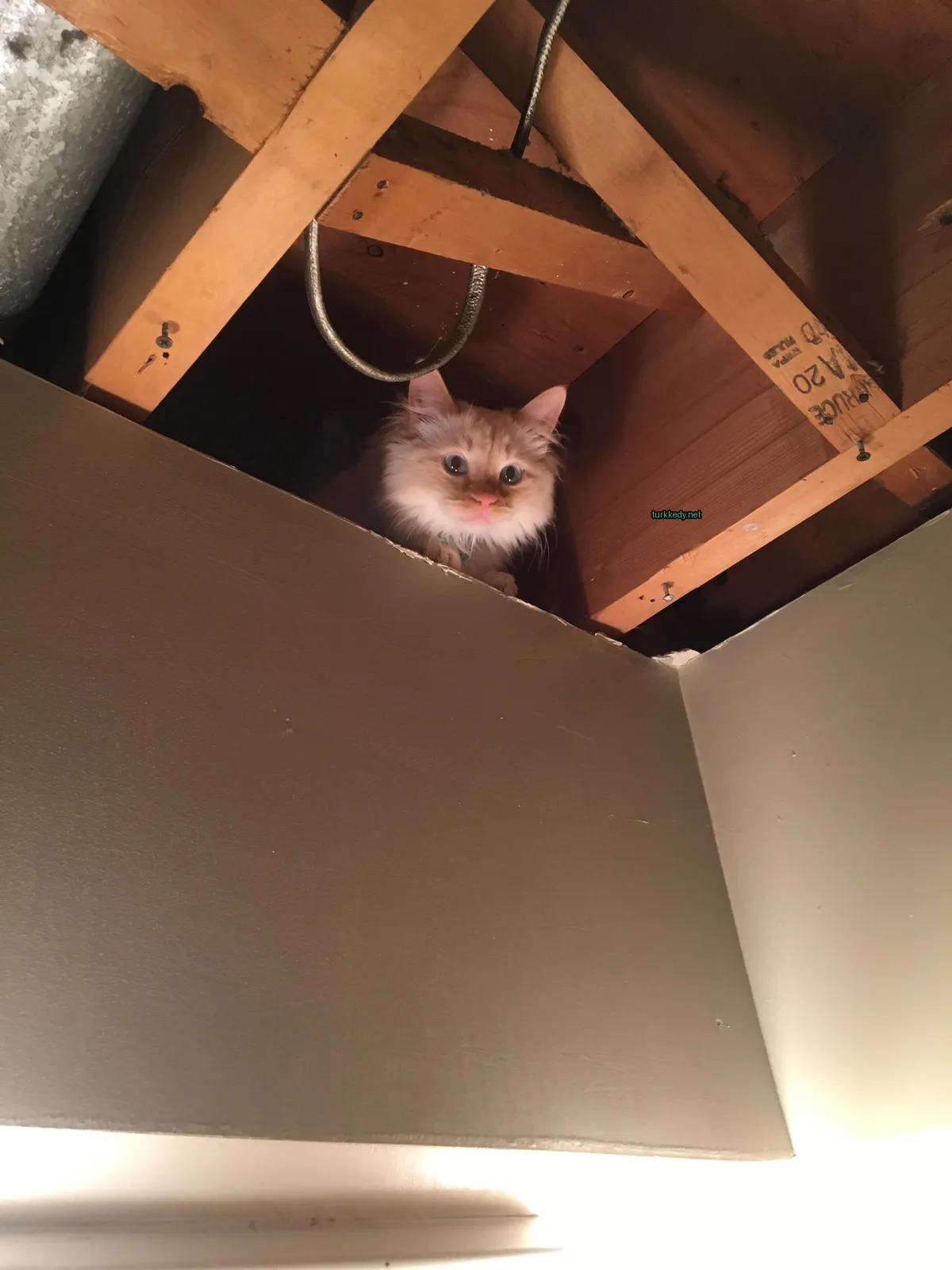Sarı ve beyaz bir kedi bir kayağa oturuyor.
