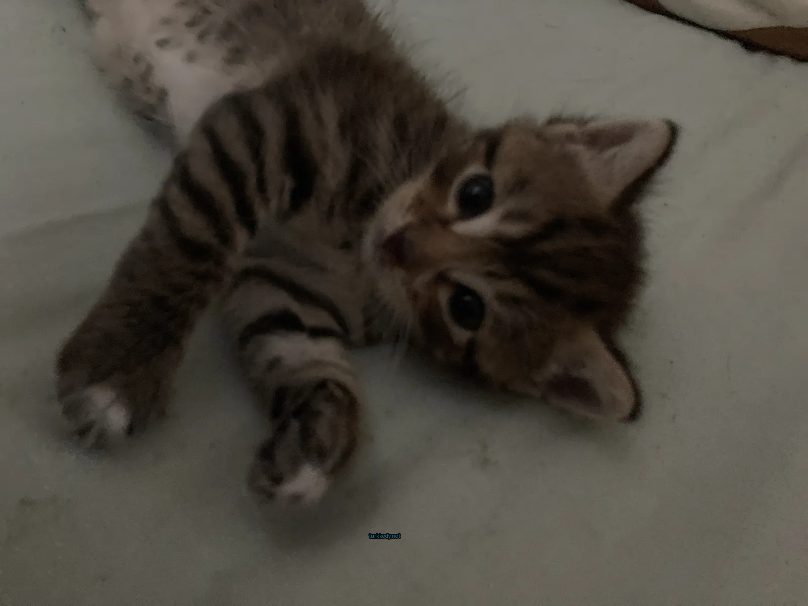 Bir yatakta, çizgili bir desenli bir kedi kedi yatıyor.