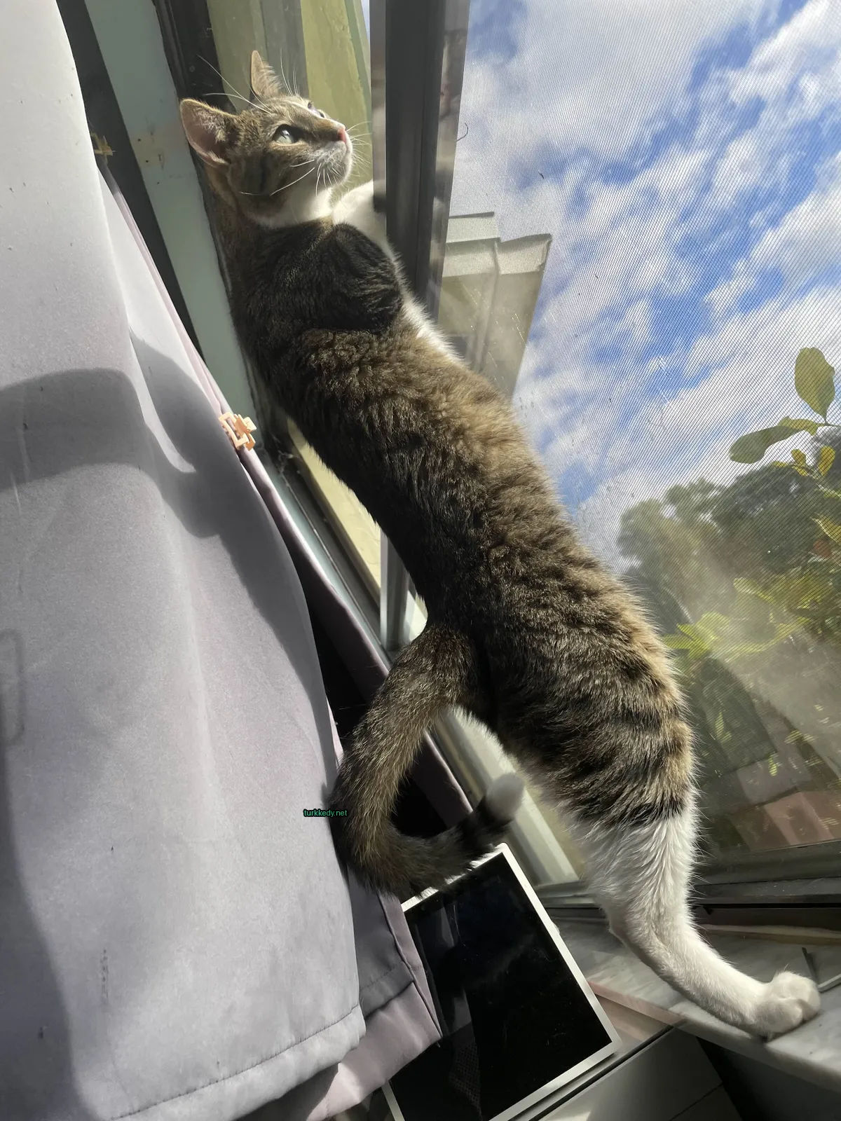 Bir kedi pencereden uzanıyor.