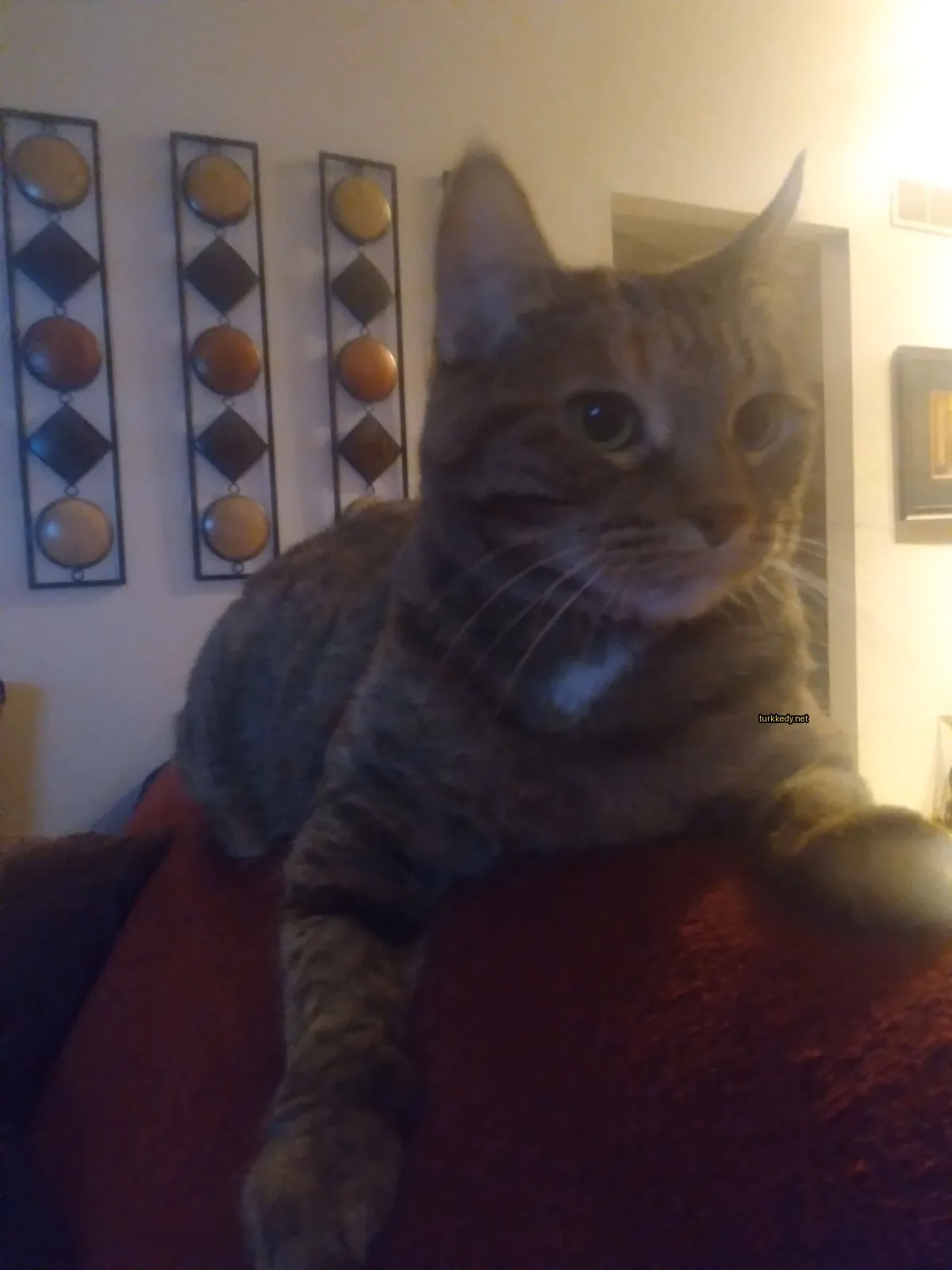 Kahverengi ve beyaz bir kedi kırmızı bir sofa üzerinde oturuyor.