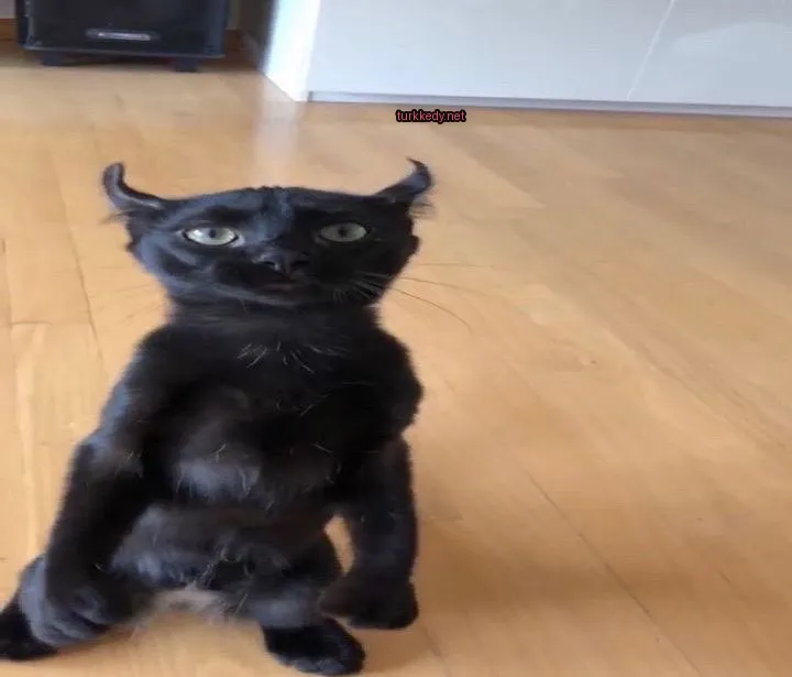 Kara bir kedi, beyaz bir yüz ve kulakları ile ahşap zeminde duruyor.