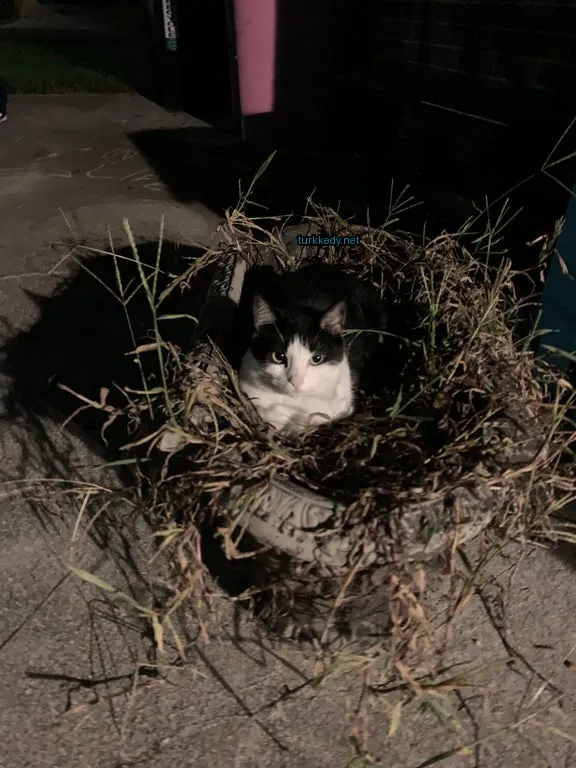 Siyah ve beyaz bir kedi bir örme sepette oturuyor.