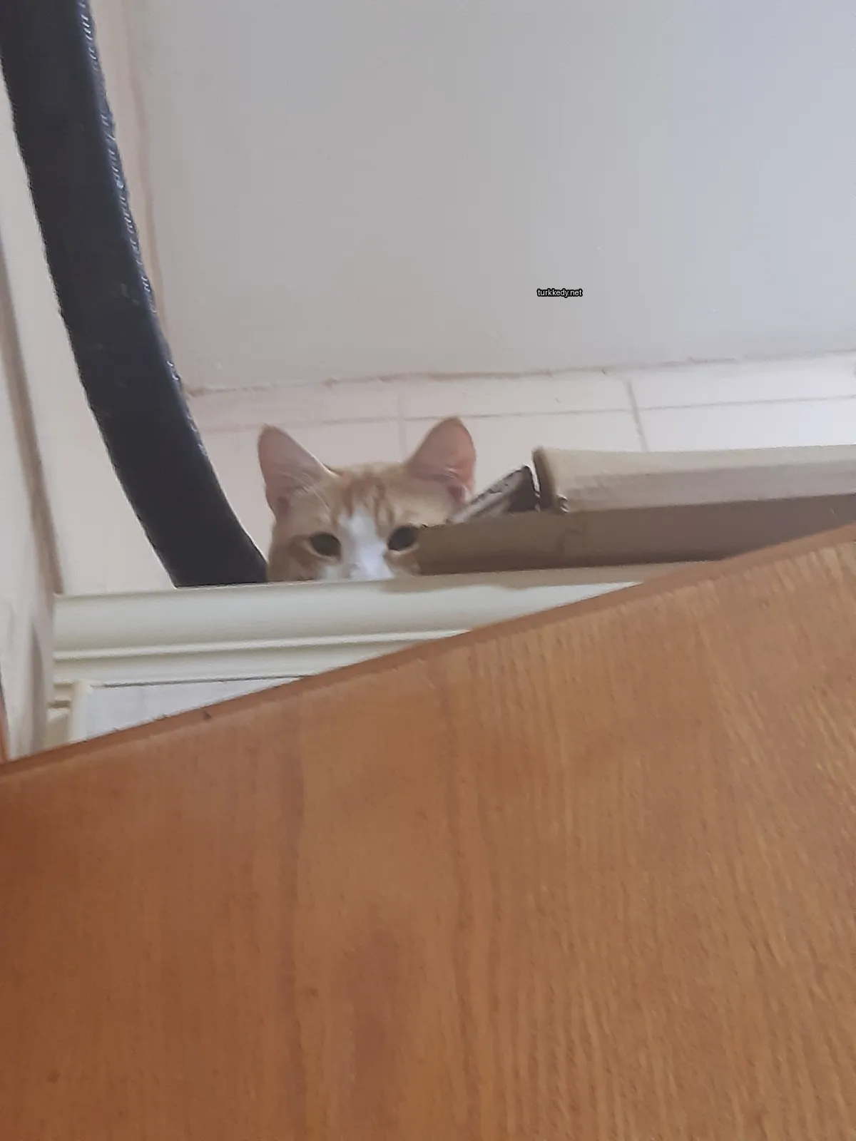 Sarı ve beyaz bir püsküllü kedi bir ahşap korkuluk üzerinden bakıyor.