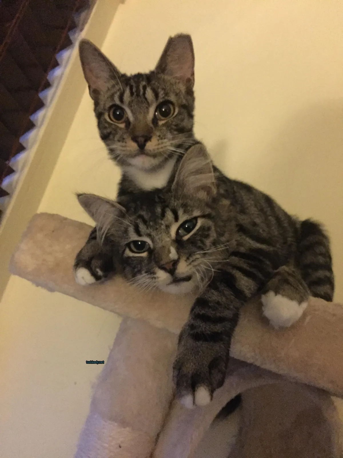 İki kedi bir kedi ağacında oturuyor, biri gri ve beyaz diğeri kahverengi ve beyaz.