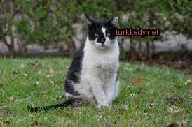Siyah beyaz bir kedi otun üzerinde oturuyor.